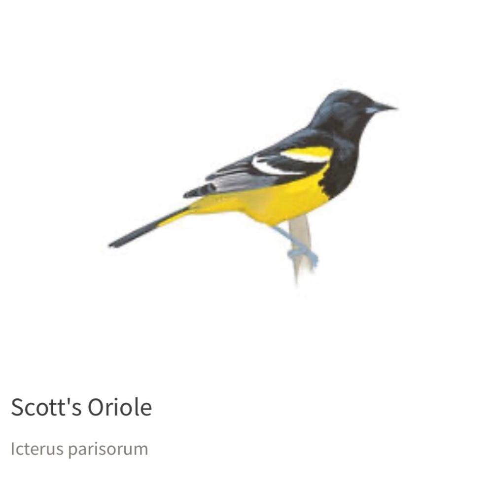 Scott’s Oriole Bird Yellow and Black Pin - Picture 6 of 7